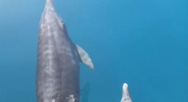 Yunuslar yat ile yarıştı